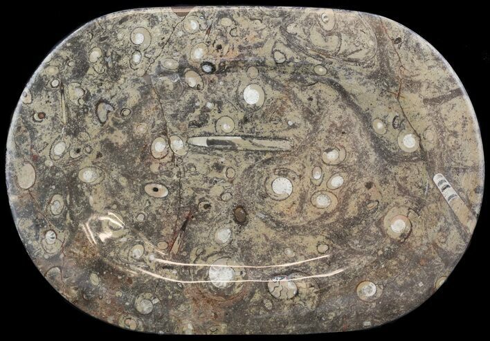 Fossil Orthoceras & Goniatite Plate - Stoneware #53099
